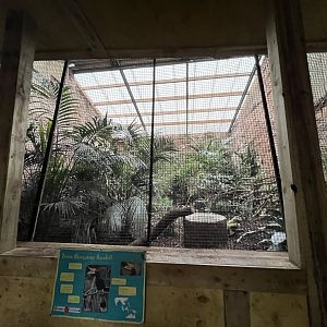 Javan rhinoceros hornbill aviary 29.6.24