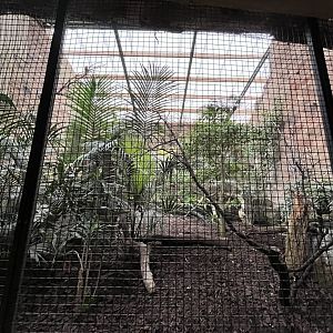 Socorro dove and Collared trogopan aviary 29.6.24