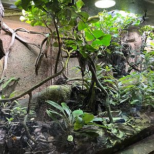 Whitebelly reed frog and golden mantella terrarium 29.6.24