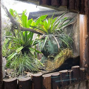 Gold dust day gecko terrarium 29.6.24