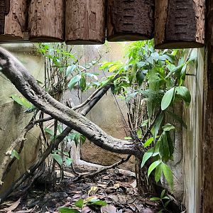 Panther chameleon terrarium 29.6.24