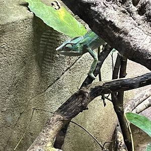 Panther chameleon  29.6.24