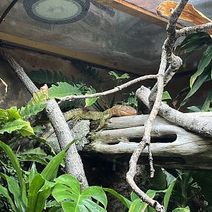 Caiman lizard 29.6.24