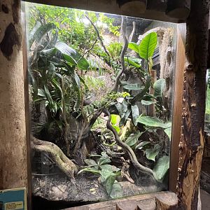 Imbaburra tree frog and golden poison dart frog terrarium 29.6.24