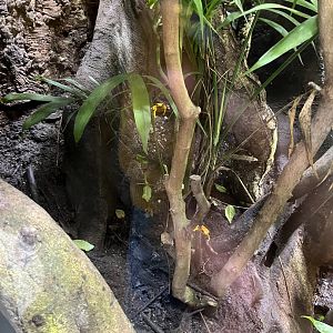 Golden poison dart frogs 29.6.24