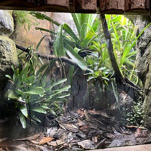 Imbaburra tree frog and golden poison dart frog terrarium 29.6.24