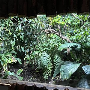 Parson’s chameleon and Southeastern girdled lizard enclosure 29.6.24