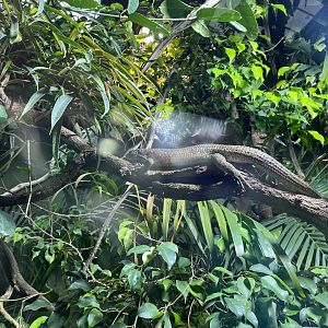 Southeastern girdled lizard 29.6.24