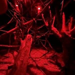 Aye-Aye enclosure 29.6.24