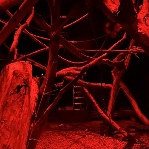 Aye-Aye enclosure 29.6.24