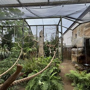 Great green macaw aviary 29.6.24