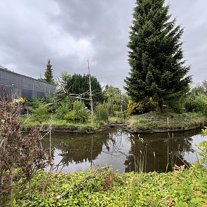 Cotton-topped tamarin enclosure 29.6.24