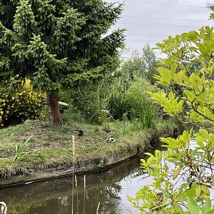 Mallard ducks on cotton-topped tamarin island 29.6.24