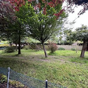 Okapi and red forest duiker enclosure  29.6.24
