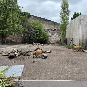 Red river hogs 29.6.24