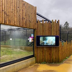 European Brown Bear enclosure, video screen, ZSL Whipsnade, UK