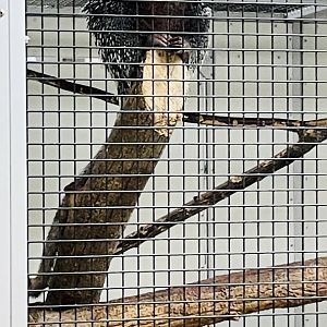 Brazilian Porcupine