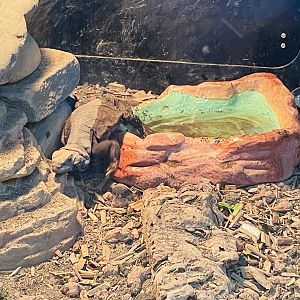 Chuckwalla (Sauromalus ater)