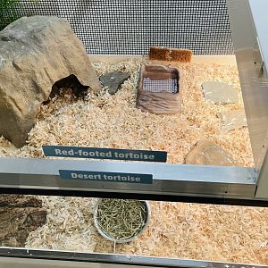 Agassiz’s Desert Tortoise & Red-Footed Tortoise