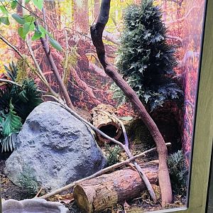 Malagasy Giant Hognose