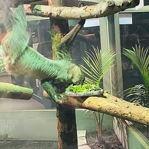 Linne’s Two-Toed Sloth