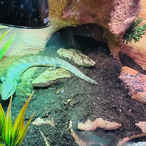 Indonesian Blue-Tongued Skink