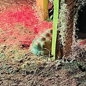 Red-Footed Tortoise