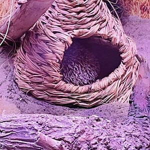 African Pygmy Hedgehog
