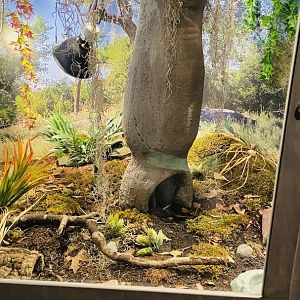 Chacoan Golden Knee Tarantula Enclosure