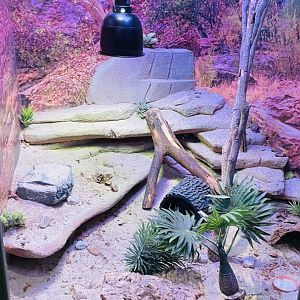 Leopard Gecko Enclosure