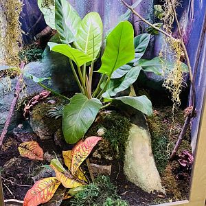 Horned Frog Enclosure