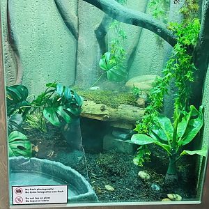 Ball Python Enclosure