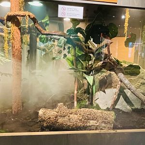 Boa Constrictor Enclosure