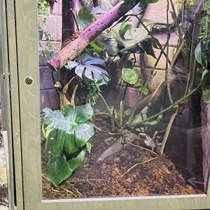 Madagascar Giant Day Gecko Enclosure