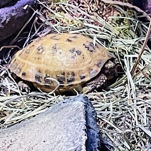 Russian Tortoise