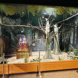 Cotton-Top Tamarin and Red-Footed Tortoise Enclosure