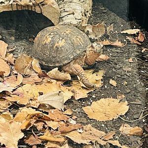 Eastern Box Turtle