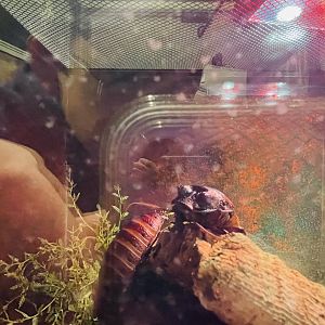 Madagascar Hissing Cockroaches