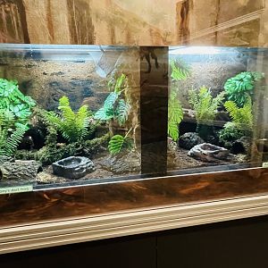 Anthony’s Poison Dart Frog (left) and Blue Poison Dart Frog (right)