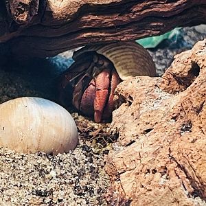 Unidentified Hermit Crab