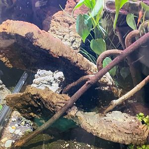 Unidentified Grey Millipede Enclosuee