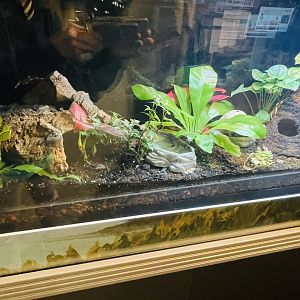Poison Dart Frog Enclosure
