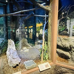 Black Ratsnake and Eastern Box Turtle Enclosure