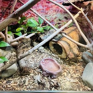 Garter Snake Enclosure