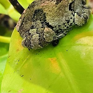 Grey Treefrog