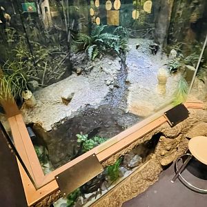 Northern Redbelly Dace and Swamp Darter Enclosure