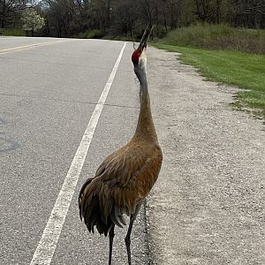 Sandhill Crane Calling