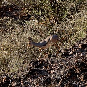 Beira (Dorcatragus megalotis) finally!!