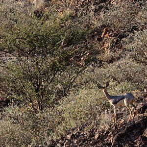 Beira (Dorcatragus megalotis) finally!!