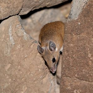 Louise's Spiny Mouse (Acomys louisae)